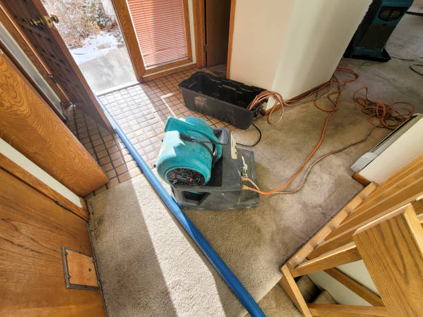 Best Mold removal after water damage  in Wilson, AR
